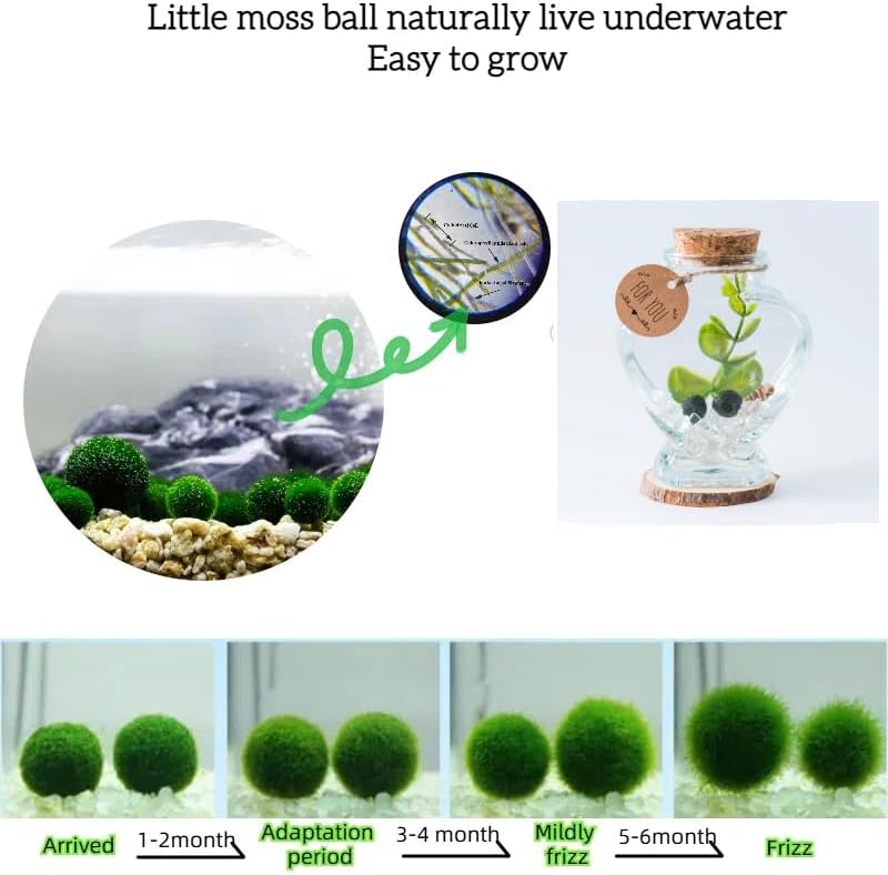 Moss Pebbles Balls Heart Glass Terrarium Kit with 2Pcs Small Moss Balls, Lucky White Crystal, Artificial Plant for Tabletop Decoration
