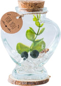 Moss Pebbles Balls Heart Glass Terrarium Kit with 2Pcs Small Moss Balls, Lucky White Crystal, Artificial Plant for Tabletop Decoration