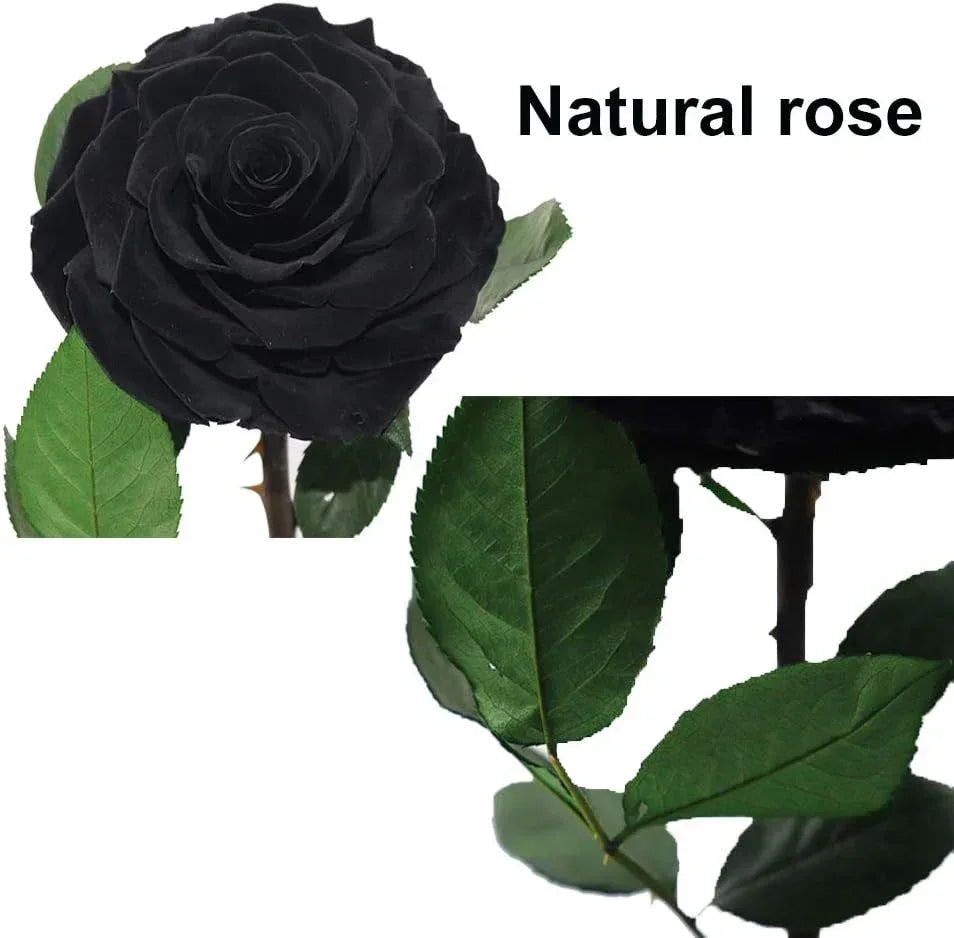 Preserved Roses Handmade Preserved Flowers in Glass Dome, Black Roses Never Withered, Birthday Gifts for Her (13 inch) - Handmade Lifestyle Shop