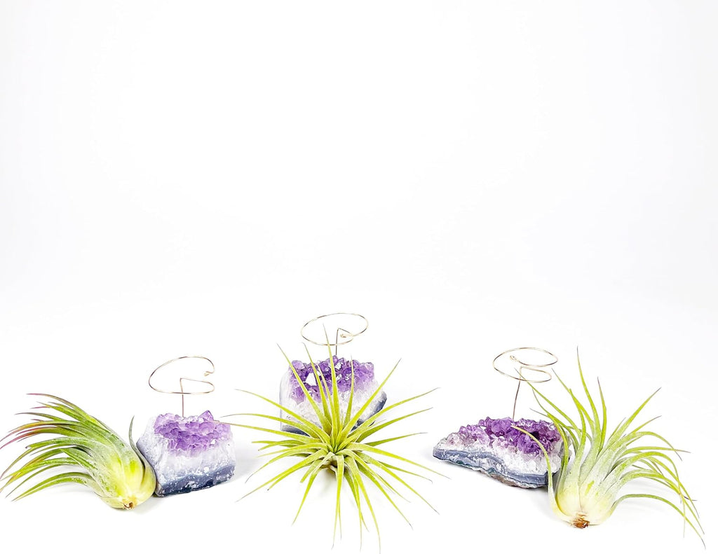 Set of 3 Mini Amethyst Crystal Air Plant Holders – Includes Healthy Tillandsia, Ready-to-Gift Home Décor for Women, Birthdays and Housewarming