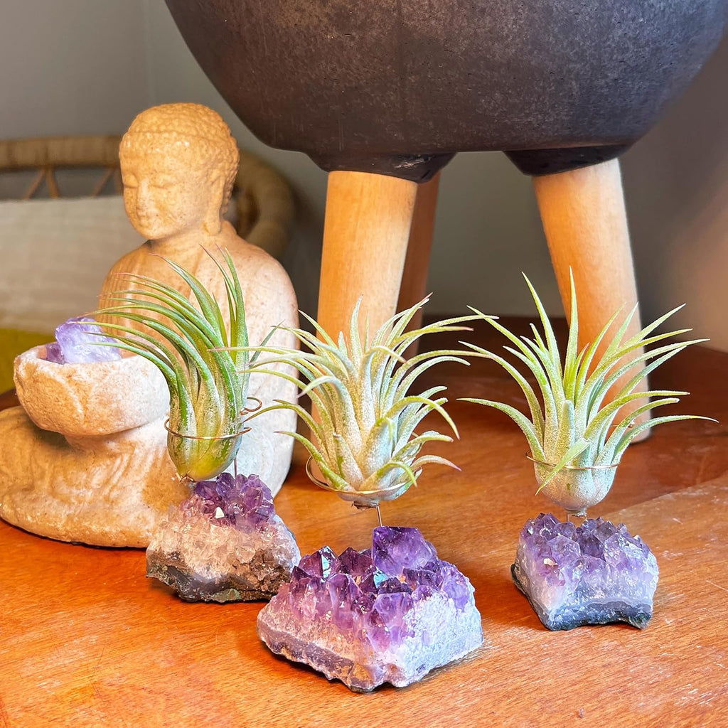 Set of 3 Mini Amethyst Crystal Air Plant Holders – Includes Healthy Tillandsia, Ready-to-Gift Home Décor for Women, Birthdays and Housewarming